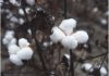 36th International Cotton Conference Bremen Postponed!