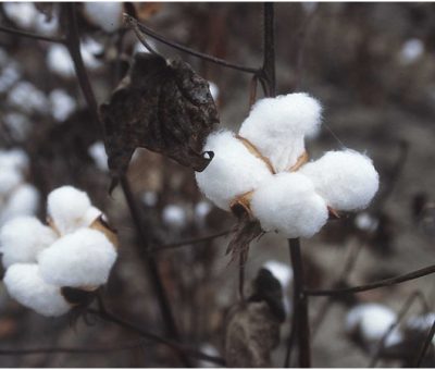 36th International Cotton Conference Bremen Postponed!