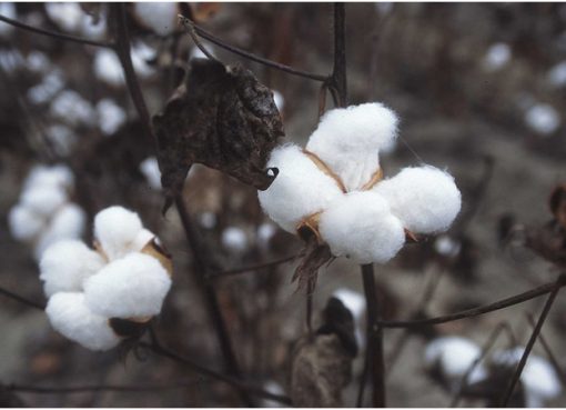 36th International Cotton Conference Bremen Postponed!
