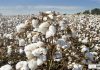 Bottleneck in cotton supply chain in Covid-19 pandemic era