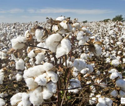 Bottleneck in cotton supply chain in Covid-19 pandemic era