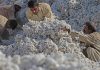 Cotton crops in Pakistan damage severely due to heavy rain, flood