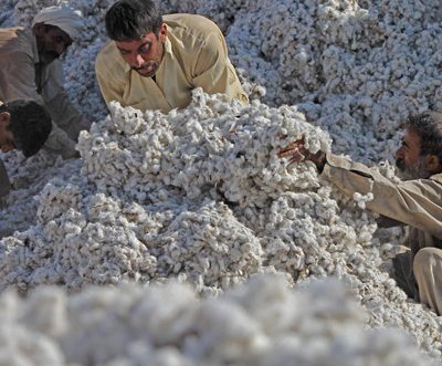Cotton crops in Pakistan damage severely due to heavy rain, flood