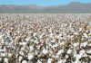 Cotton prices crash 24% in China after the US ban in June 2022