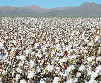ICE cotton slips on stronger dollar, weak commodity sentiment