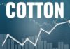 Cotton season of 2022-23 may go through a bumpy road