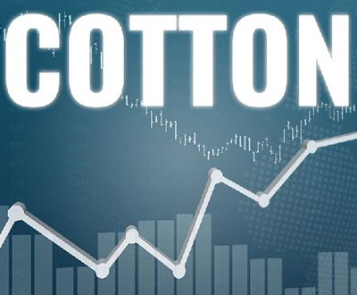Cotton season of 2022-23 may go through a bumpy road