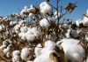 What’s in US cotton import deal for Bangladesh