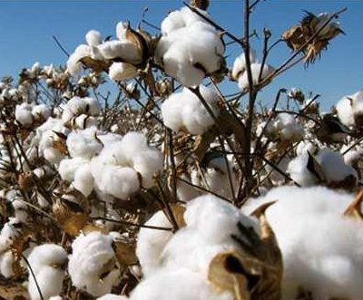 What’s in US cotton import deal for Bangladesh