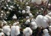 US upland cotton sales up over 76%, PIMA dropped 12%