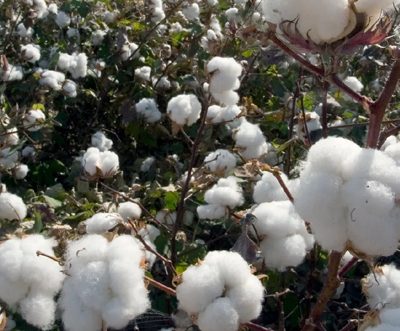 US upland cotton sales up over 76%, PIMA dropped 12%