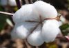 Cotton futures slip as traders weigh demand and supply signals