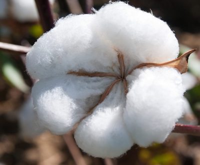 Cotton futures slip as traders weigh demand and supply signals