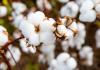 Australia’s cotton export prices drop sharply amid oversupply, demand slowdown