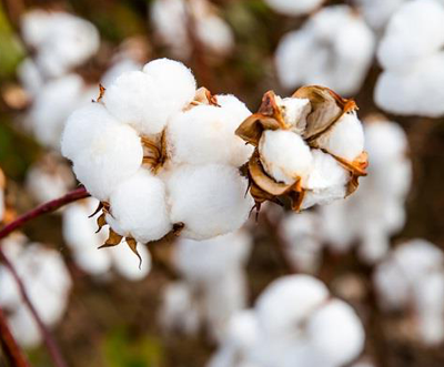 Australia’s cotton export prices drop sharply amid oversupply, demand slowdown