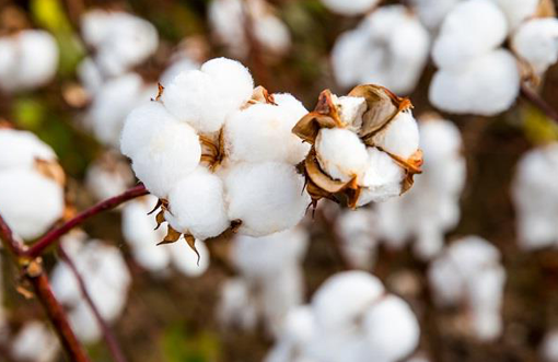 Heavy rains create uncertainty about the timely arrival of cotton in India