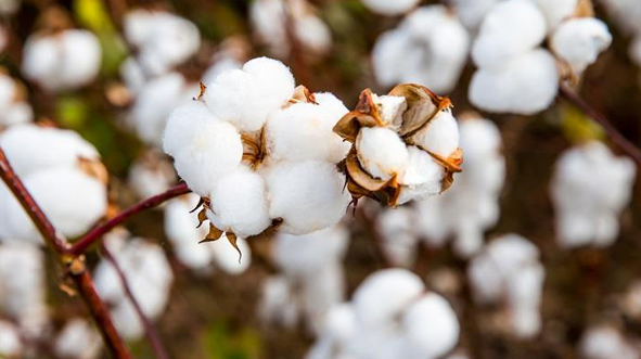 Heavy rains create uncertainty about the timely arrival of cotton in India