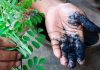 Indigo plantation in Bengal and the Revolt of 1860