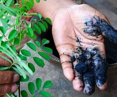 Indigo plantation in Bengal and the Revolt of 1860