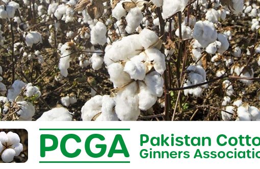 Pakistan reports a 14% lower arrival of cotton in August, shortage imminent