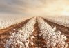Brazil’s cotton exports surge to 189mn kg in Sept 2022
