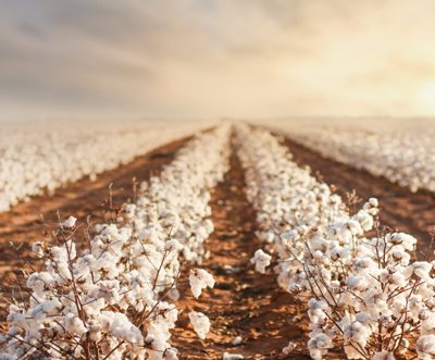 Brazil's cotton exports surge to 189mn kg in Sept 2022