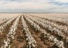 Nigerian farmers urge to adopt Bt cotton to boost textile industry
