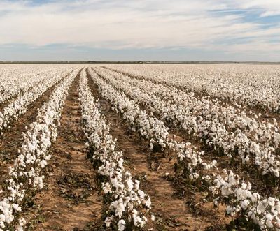 Nigerian farmers urge to adopt Bt cotton to boost textile industry