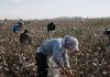 US bid to improve a lot of Uzbek cotton workers