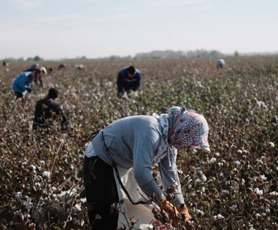 US bid to improve a lot of Uzbek cotton workers