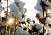 Australian industry expects large cotton crop in 2023 despite rain