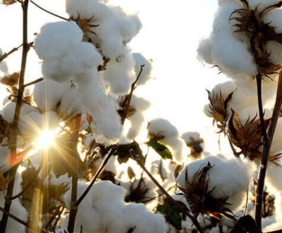 Australian industry expects large cotton crop in 2023 despite rain