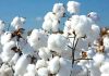 Cotton Futures ease on ICE after a week high as oil volatility and global tensions influence market