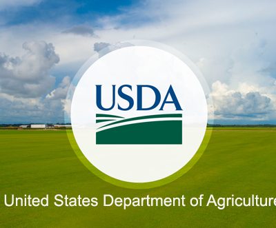 US cotton export sales surge to seasonal peak on renewed buying interest