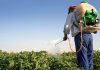 Better Cotton to develop pesticide reduction goal