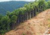 EU bans imports of products that drive deforestation