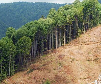 EU bans imports of products that drive deforestation