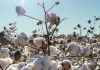 Indian cotton bodies to promote sector’s sustainability