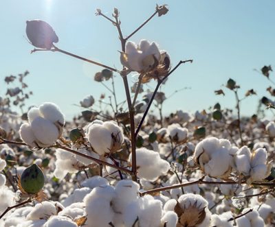 Indian cotton bodies to promote sector’s sustainability
