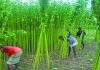 Lower price and falling exports hits the Jute growers of Bangladesh