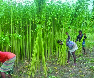 Lower price and falling exports hits the Jute growers of Bangladesh