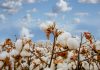 Pakistani manufacturers adopt Good Earth cotton