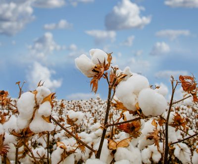 Pakistani manufacturers adopt Good Earth cotton