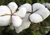 Bangladesh’s cotton consumption may slightly rise