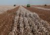 Brazil’s cotton area may increase in the 2022-23 season