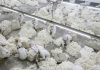 China’s cotton imports from US skyrocket after Xinjiang ban