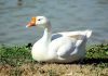 French group SMCP to ban down and feathers