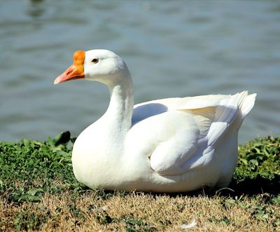 French group SMCP to ban down and feathers