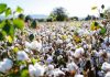 Global sustainable cotton grew by around 40% CAGR between 2008 and 2019: IISD
