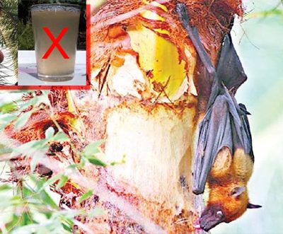Take preventive measures from the deadliest Nipah Virus